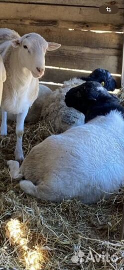 Дорпер и Катум овцы, Гулаби и Камори козы