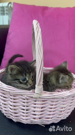 Кошка в дар