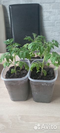 Рассада помидор 