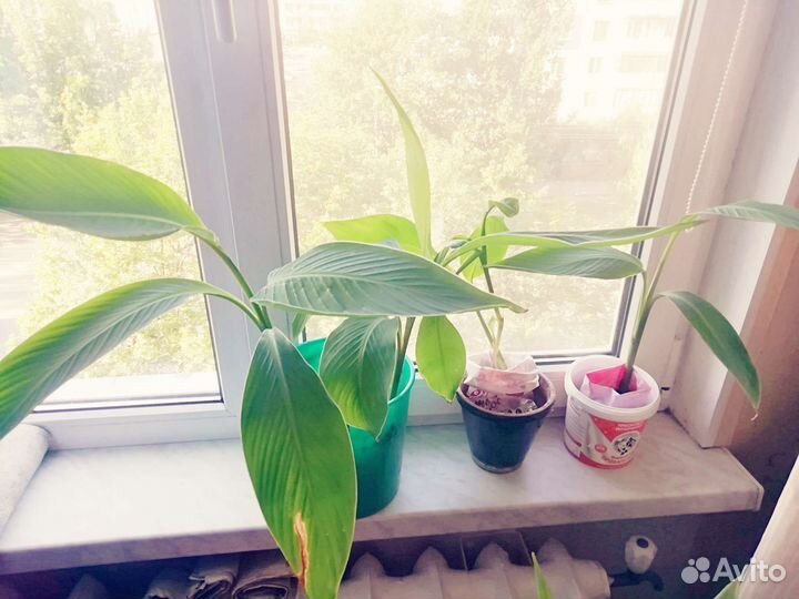 Цветы канны