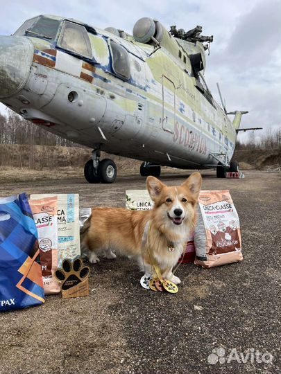 Воспитание и дрессировка собак