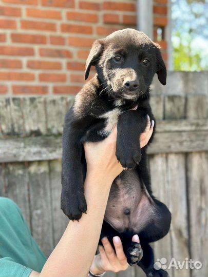 Отдам в добрые руки