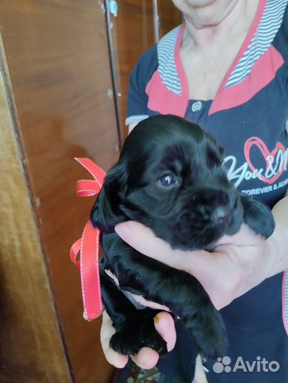 Щенки английского кокер спаниеля