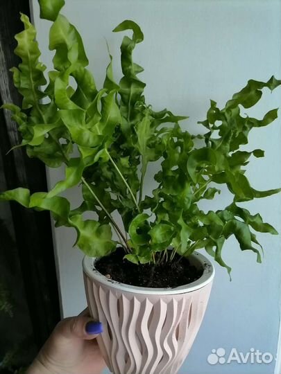 Папоротник