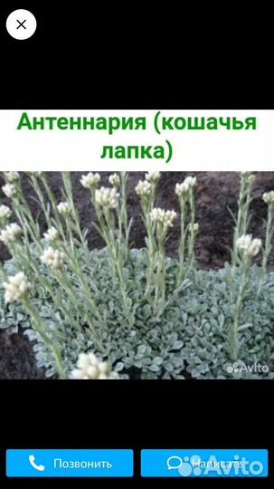 Кошачья лапка