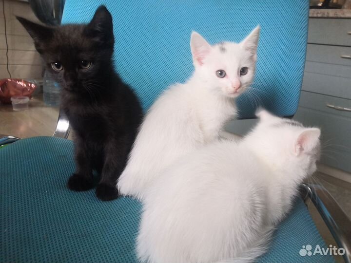 Котята