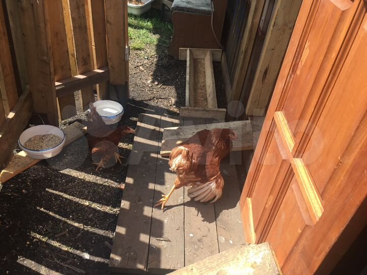 Дача 50 м² на участке 6 сот.