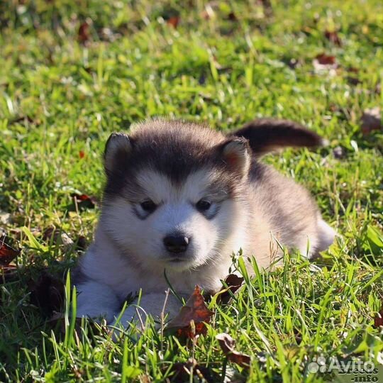 Аляскинский маламут щенки