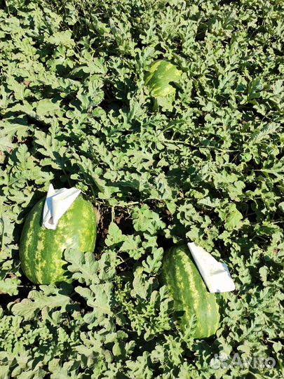 Арбузы каристан