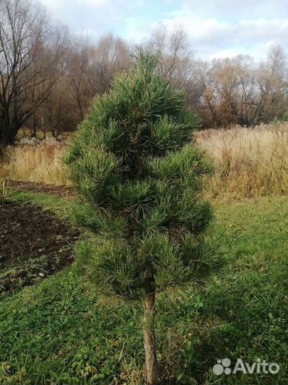 Саженцы сосны обыкновенной