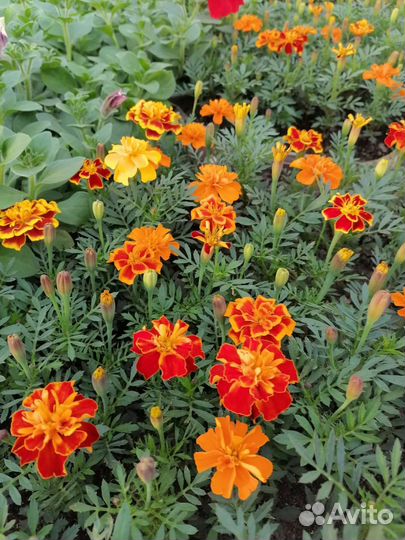 Рассада цветов