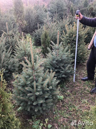 Ель 0.8м