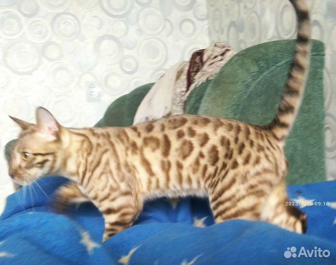 Бенгальский котёнок 6мес