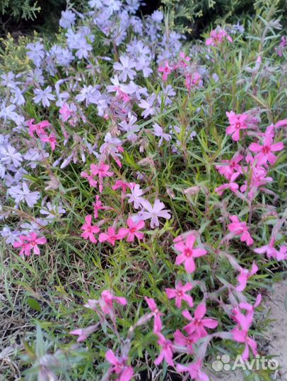 Многолетние садовые цветы