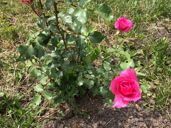 Участок 21 сот. (ИЖС)