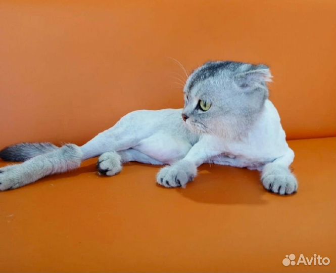 Модель на груминг