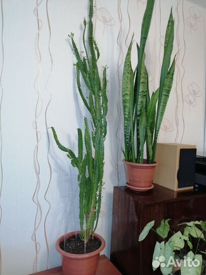 Сансевиерия, молочай