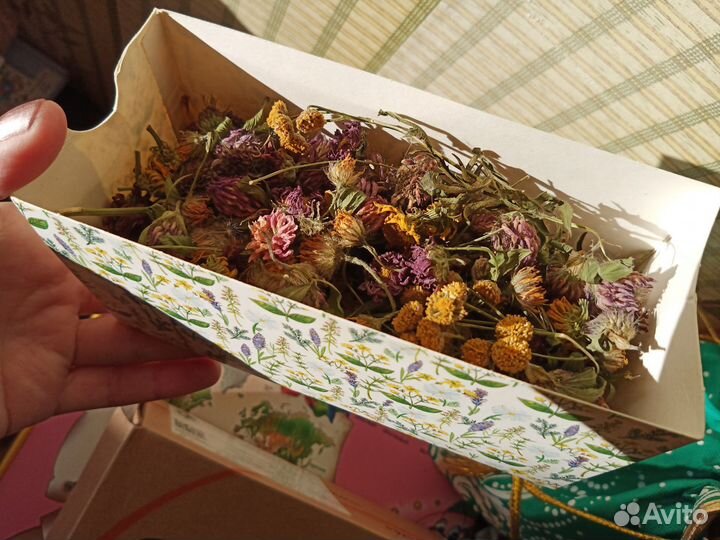Сухоцветы