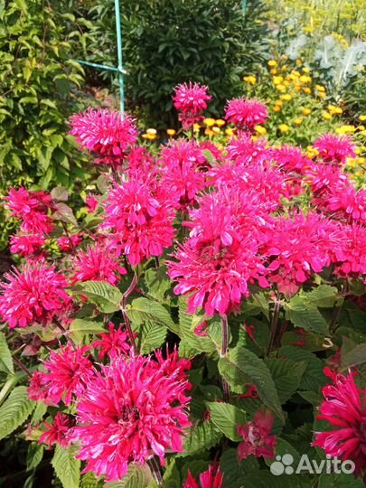 Садовые цветы и растения