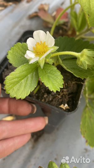 Рассада клубники