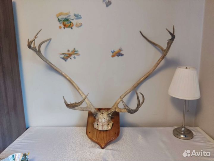 Продам рога оленя