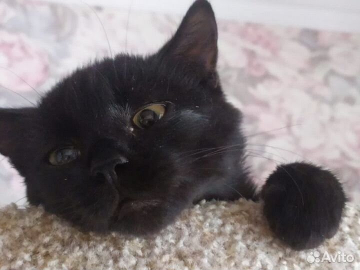 Кошечка подросток Катя