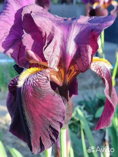 Ирисы луковицы