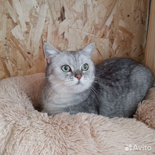 Кошечка Адель