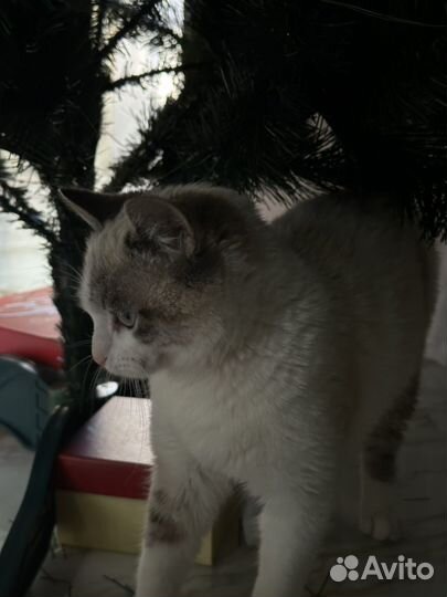 Продам котенка