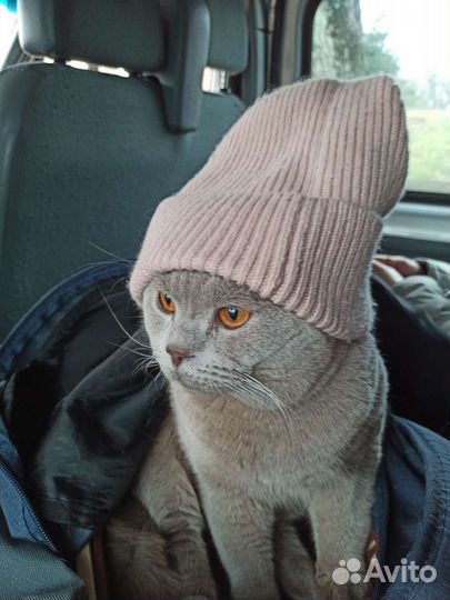 Кот шотландец вязка