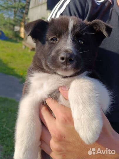 Щенок русско европейской лайки