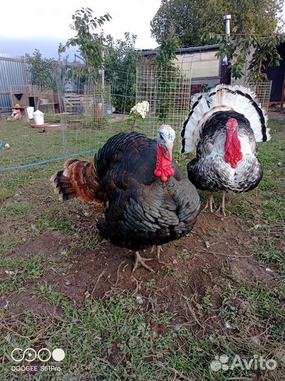 Индюки бронза
