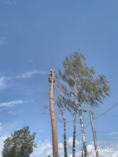 Селивановский район спил аварийных деревьев