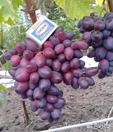 Виноград Красотка