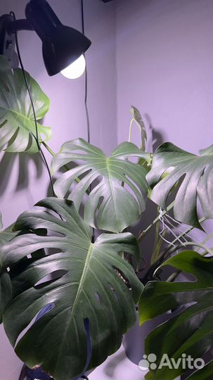 Монстера деликатесная крупная