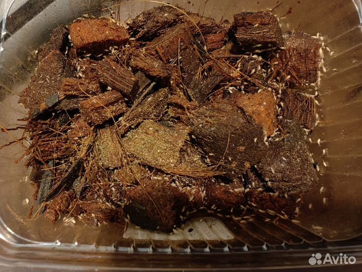 Санитары для флорариума и грунта