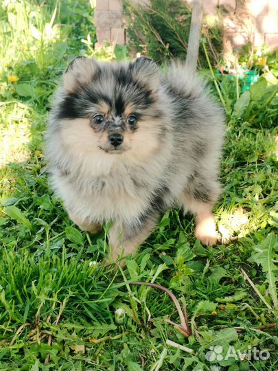 Щенки шпица девочка