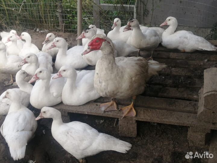 Мускусные утки тяжелые линии