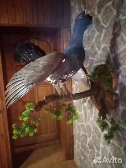 Изготовление чучел