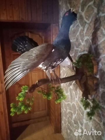 Изготовление чучел