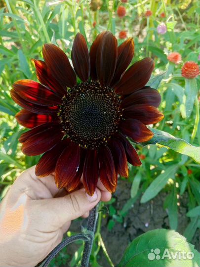 Декоративные подсолнухи