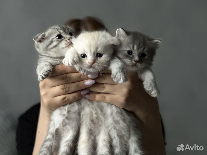 Шотландская вислоухая