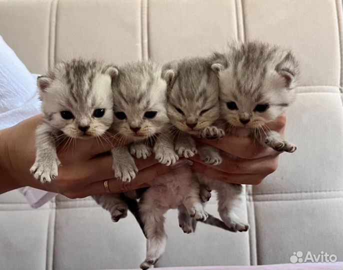 Шотландская