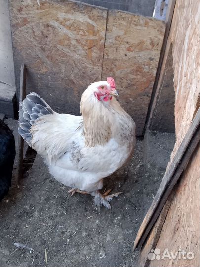 Молодые петушки