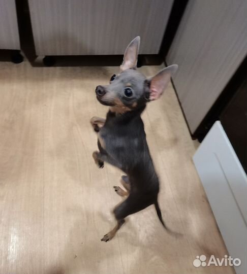 Вязка mini Той-терьер