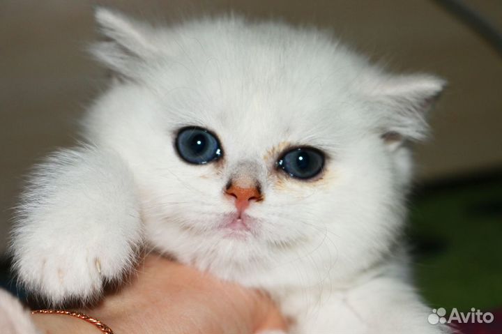 Котята британской серебристой шиншиллы