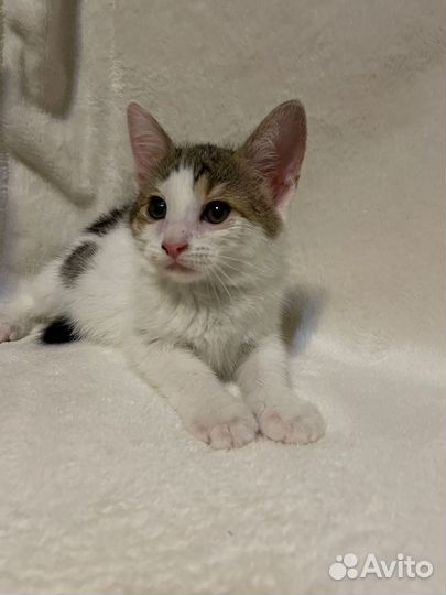 Котята в добрые руки бесплатно