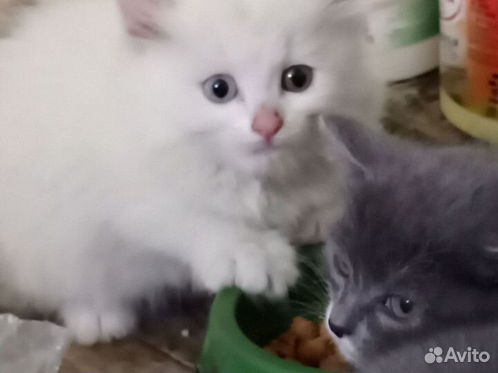 Котенок в дар бесплатно