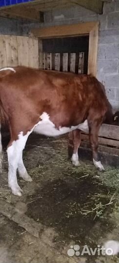 Телка стельная