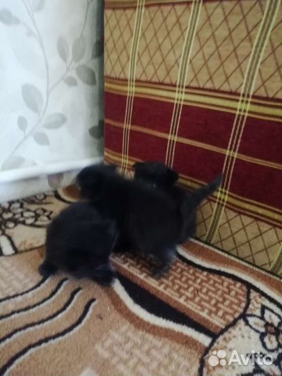 Кошки в добрые руки бесплатно